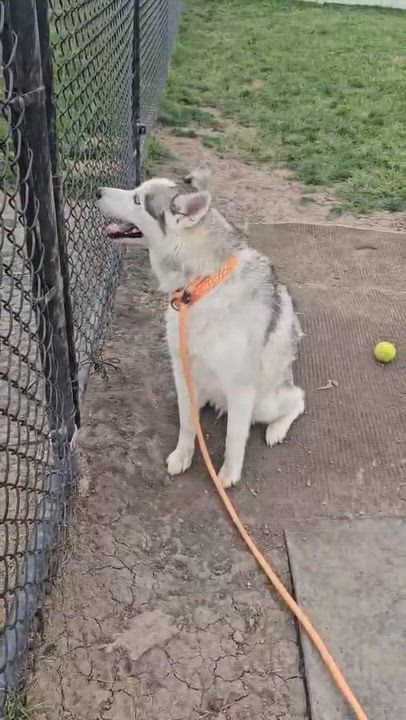 Enlarge Paloma, a ADOPTABLE Husky in Minooka, IL video 5/5