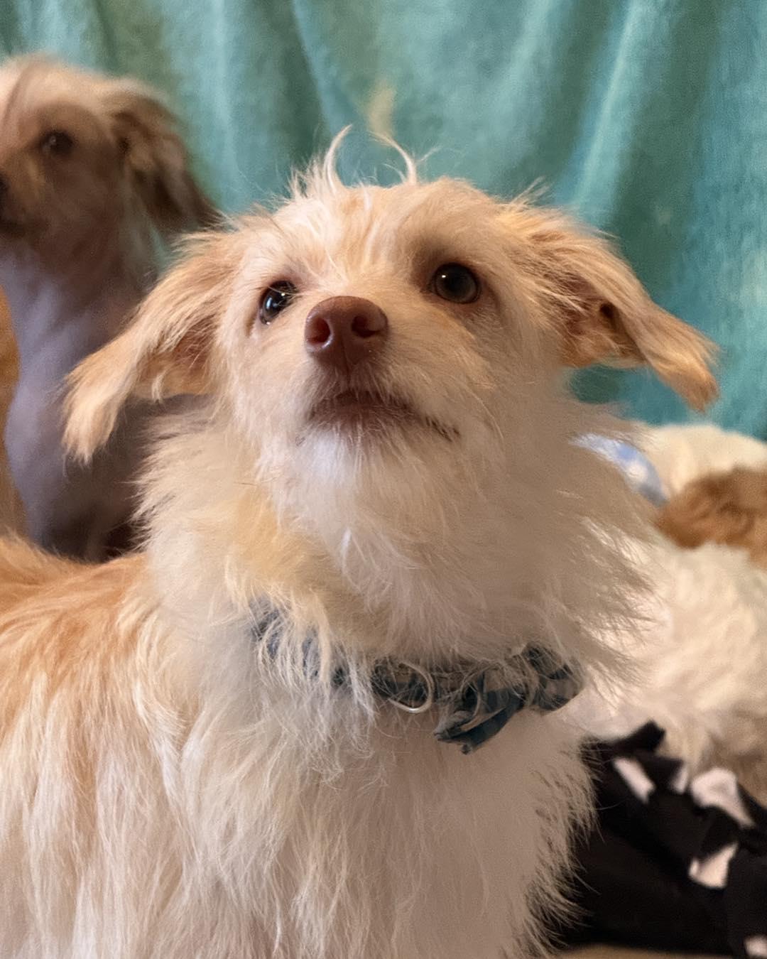 Enlarge Stuart, a Adoptable mixed breed in Leavenworth, KS image 4/5