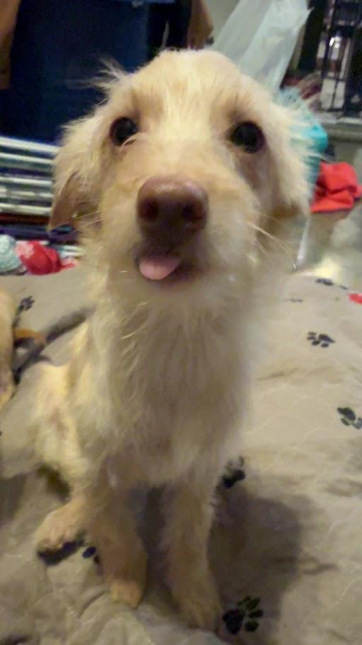 Enlarge Stuart, a Adoptable mixed breed in Leavenworth, KS image 3/5