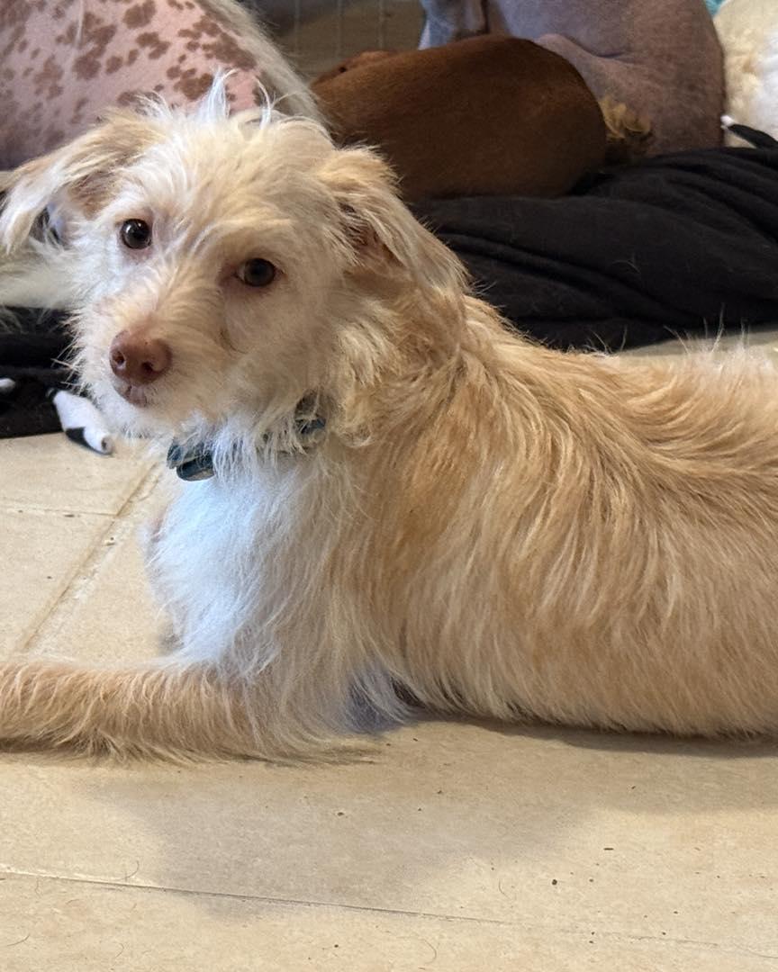 Enlarge Stuart, a Adoptable mixed breed in Leavenworth, KS image 1/5