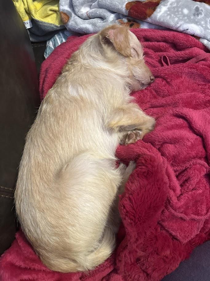 Enlarge Stuart, a Adoptable mixed breed in Leavenworth, KS image 5/5