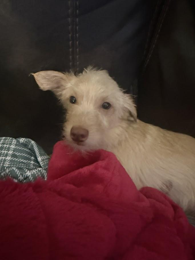 Enlarge Stuart, a Adoptable mixed breed in Leavenworth, KS image 2/5