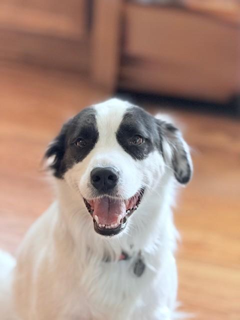 Zeus - Foster Needed - Courtesy Post, a Adoptable mixed breed in Beaumont, CA image 3/3