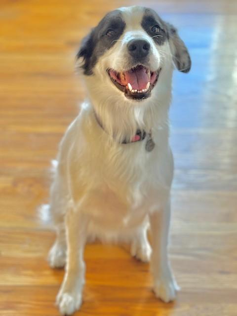 Zeus - Foster Needed - Courtesy Post, a Adoptable mixed breed in Beaumont, CA image 2/3