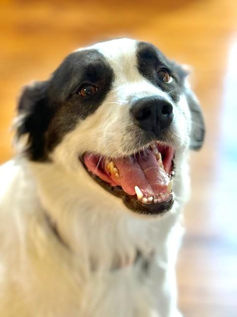 Zeus - Foster Needed - Courtesy Post, a Adoptable mixed breed in Beaumont, CA image 1/3