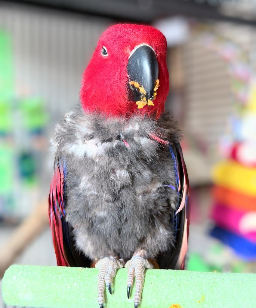Enlarge Cheerio, a Adoptable Eclectus in Ballwin, MO image 3/6