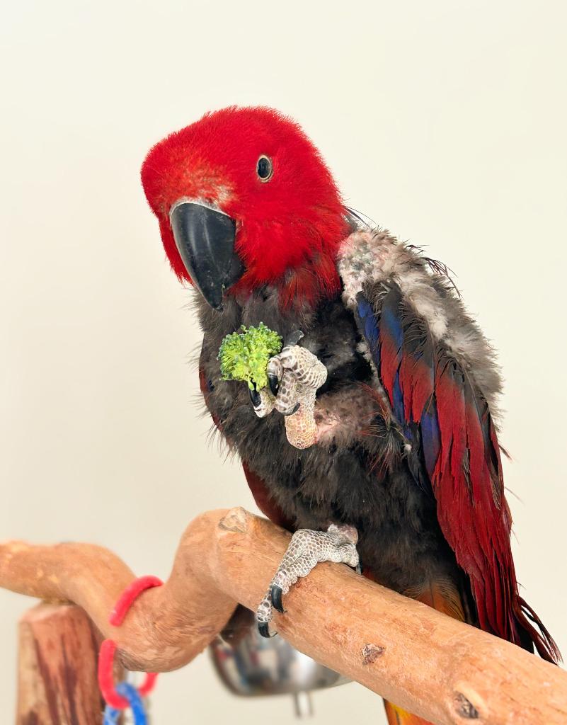 Enlarge Cheerio, a Adoptable Eclectus in Ballwin, MO image 4/6