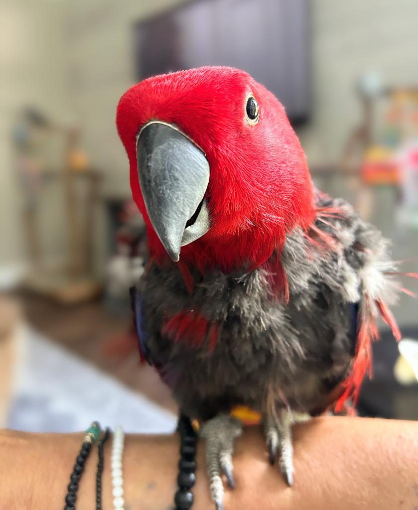 Enlarge Cheerio (Ruby), a Adoptable Eclectus in Ballwin, MO image 5/6