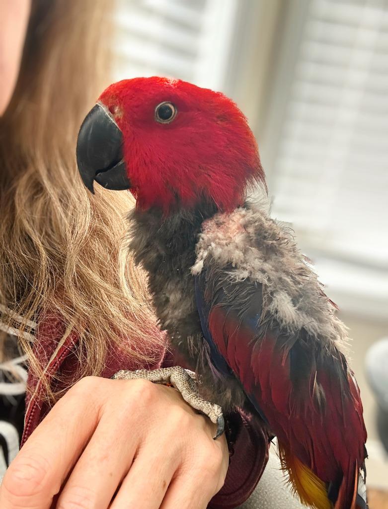 Enlarge Cheerio, a Adoptable Eclectus in Ballwin, MO image 5/6