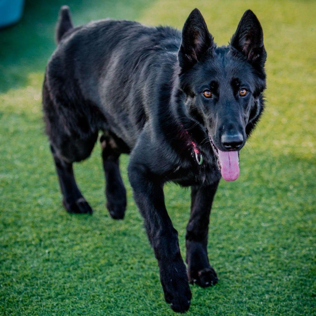 Enlarge Midnight, a ADOPTABLE German Shepherd Dog in Brookfield, CT image 5/5