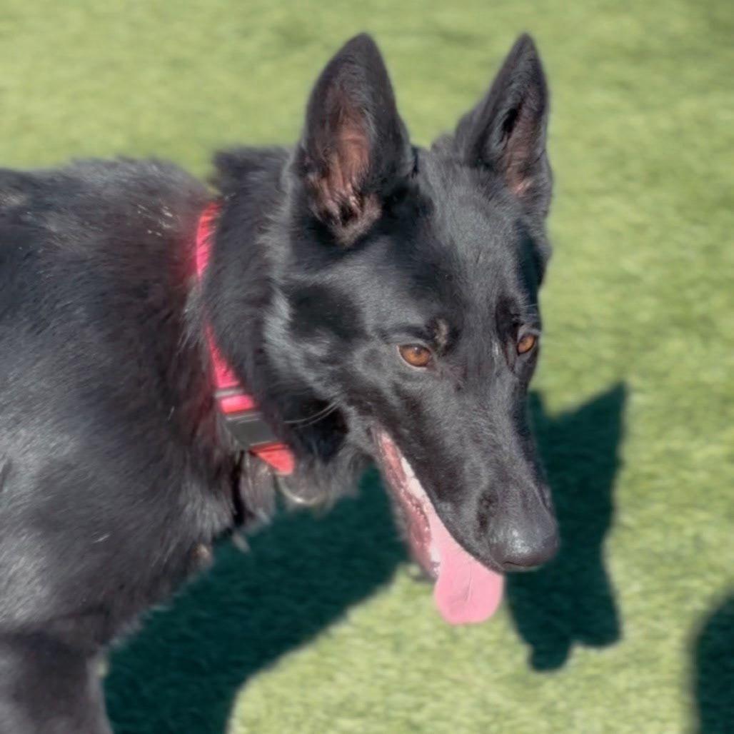Enlarge Midnight, a ADOPTABLE German Shepherd Dog in Brookfield, CT image 4/5