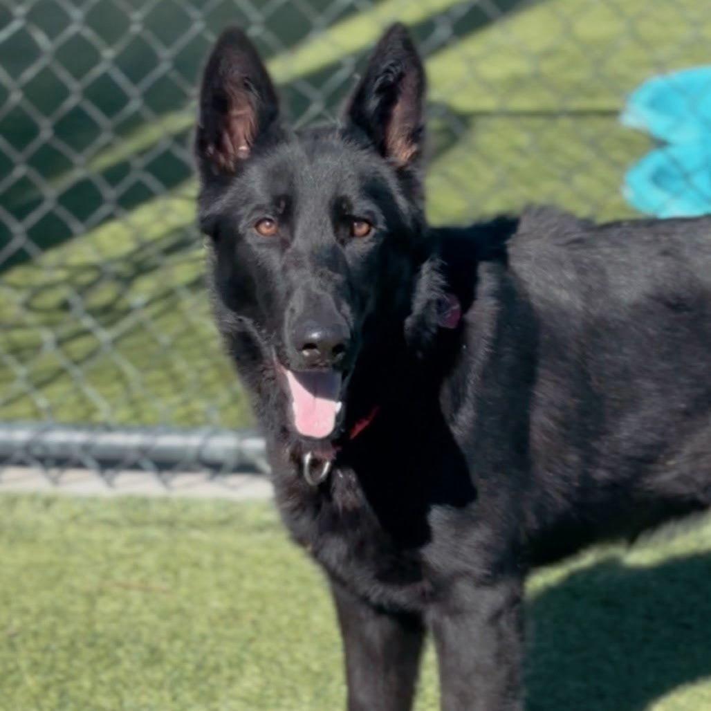 Enlarge Midnight, a ADOPTABLE German Shepherd Dog in Brookfield, CT image 1/5