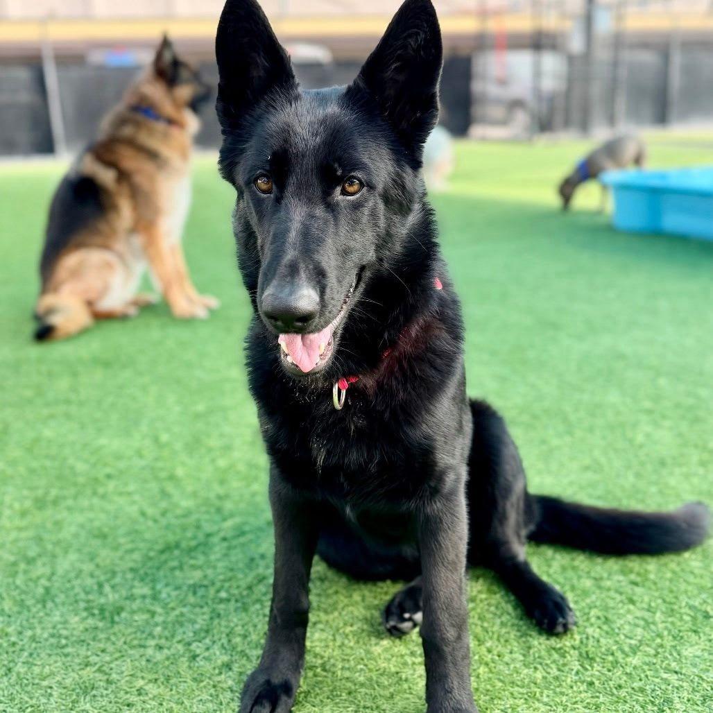 Enlarge Midnight, a ADOPTABLE German Shepherd Dog in Brookfield, CT image 3/5