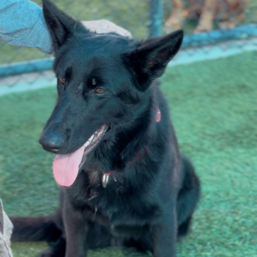Enlarge Midnight, a ADOPTABLE German Shepherd Dog in Brookfield, CT image 2/5