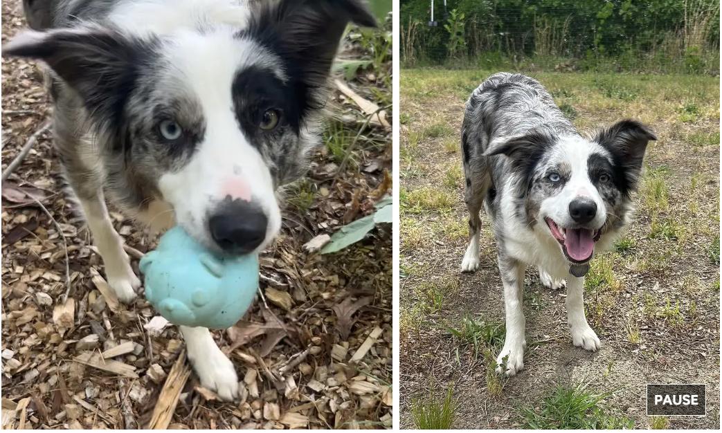 Enlarge DAISY MAE, a Adopted Border Collie in Pittsboro, NC image 2/5