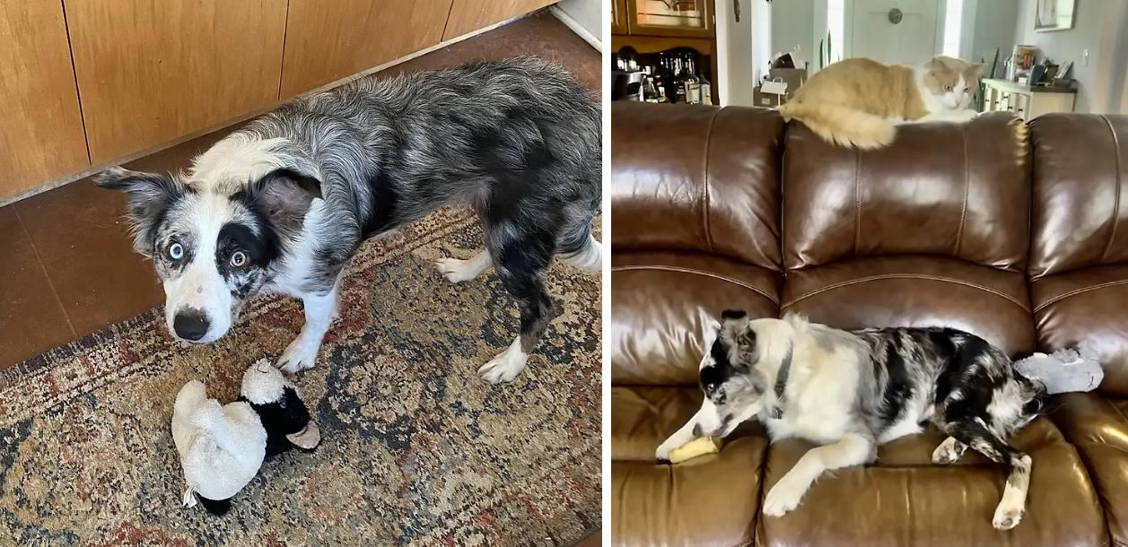 Enlarge DAISY MAE, a Adopted Border Collie in Pittsboro, NC image 3/5