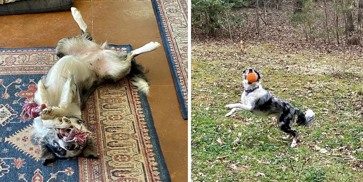Enlarge DAISY MAE, a Adopted Border Collie in Pittsboro, NC image 5/5