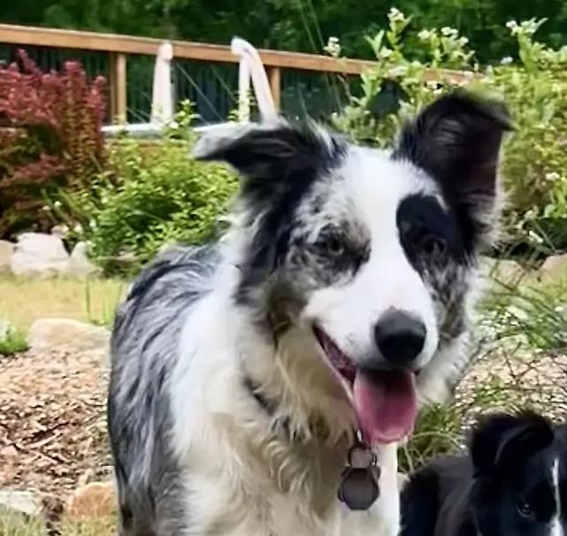 DAISY MAE, Adopted, Young Female Border Collie.