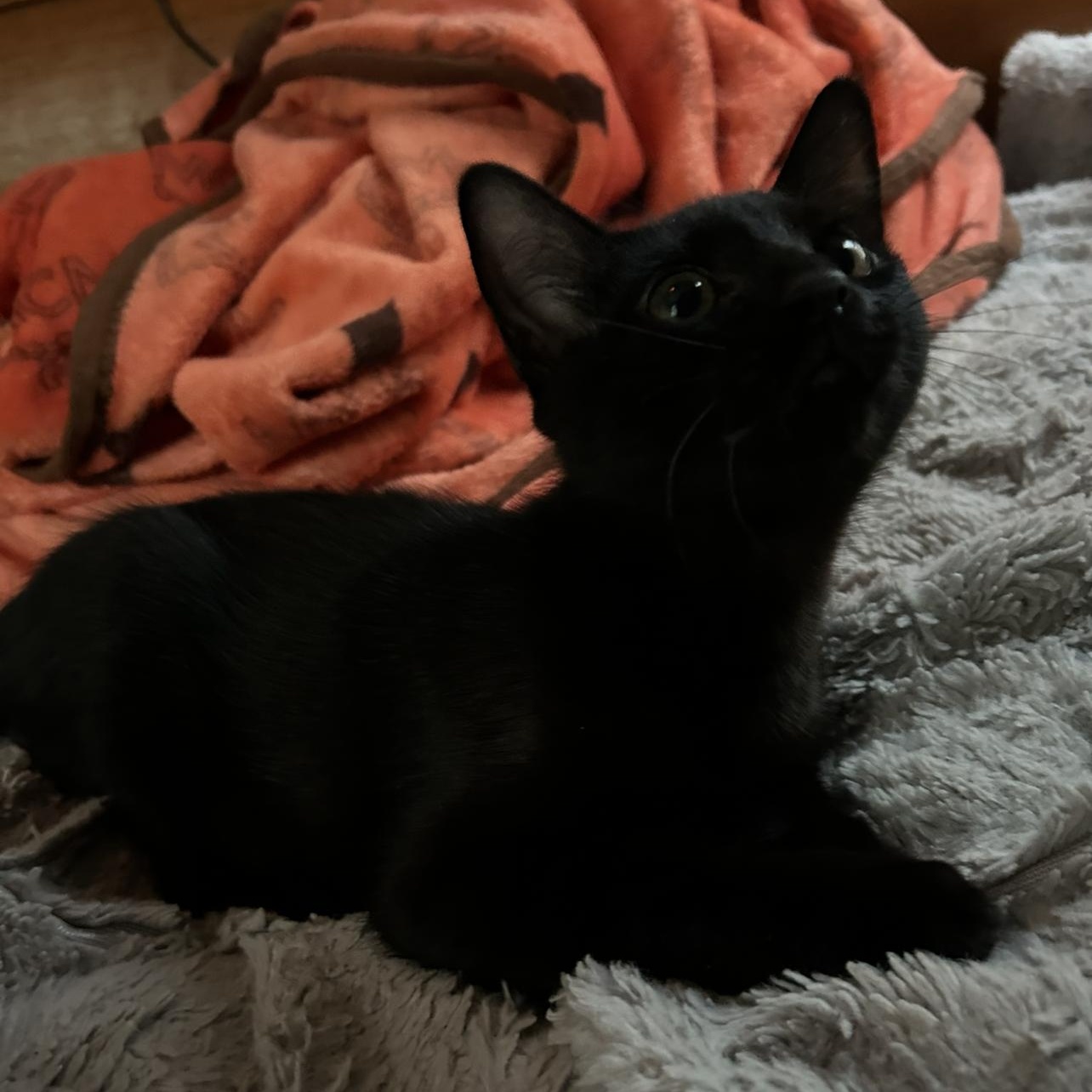 Remy And Tuck thumbnail 2