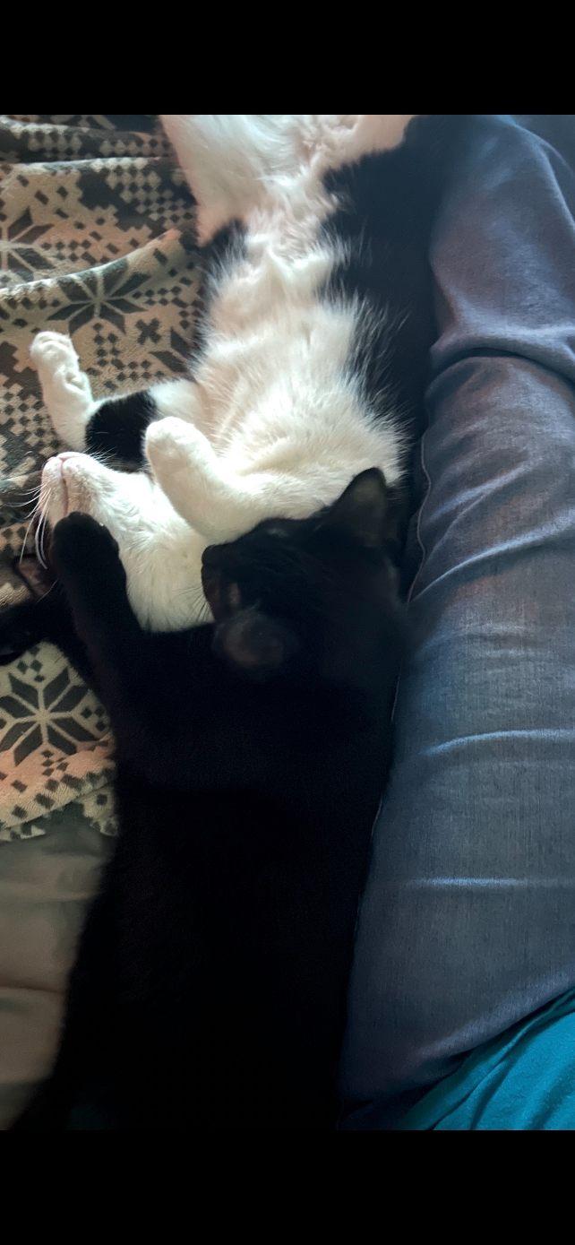 Remy and tuck, Adoptable, Young Male Tuxedo & Bombay.