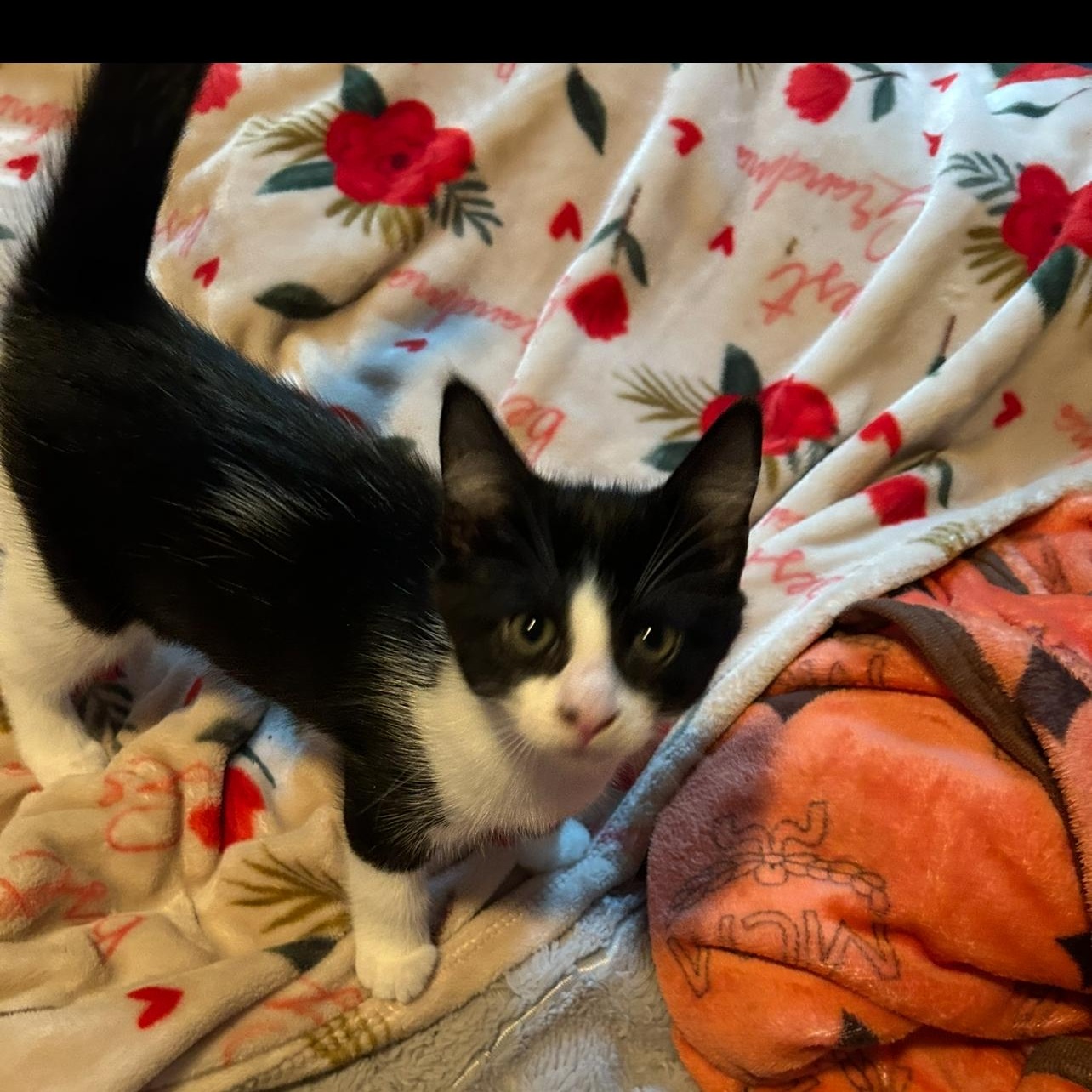 Remy and tuck, Adoptable, Young Male Tuxedo & Bombay.