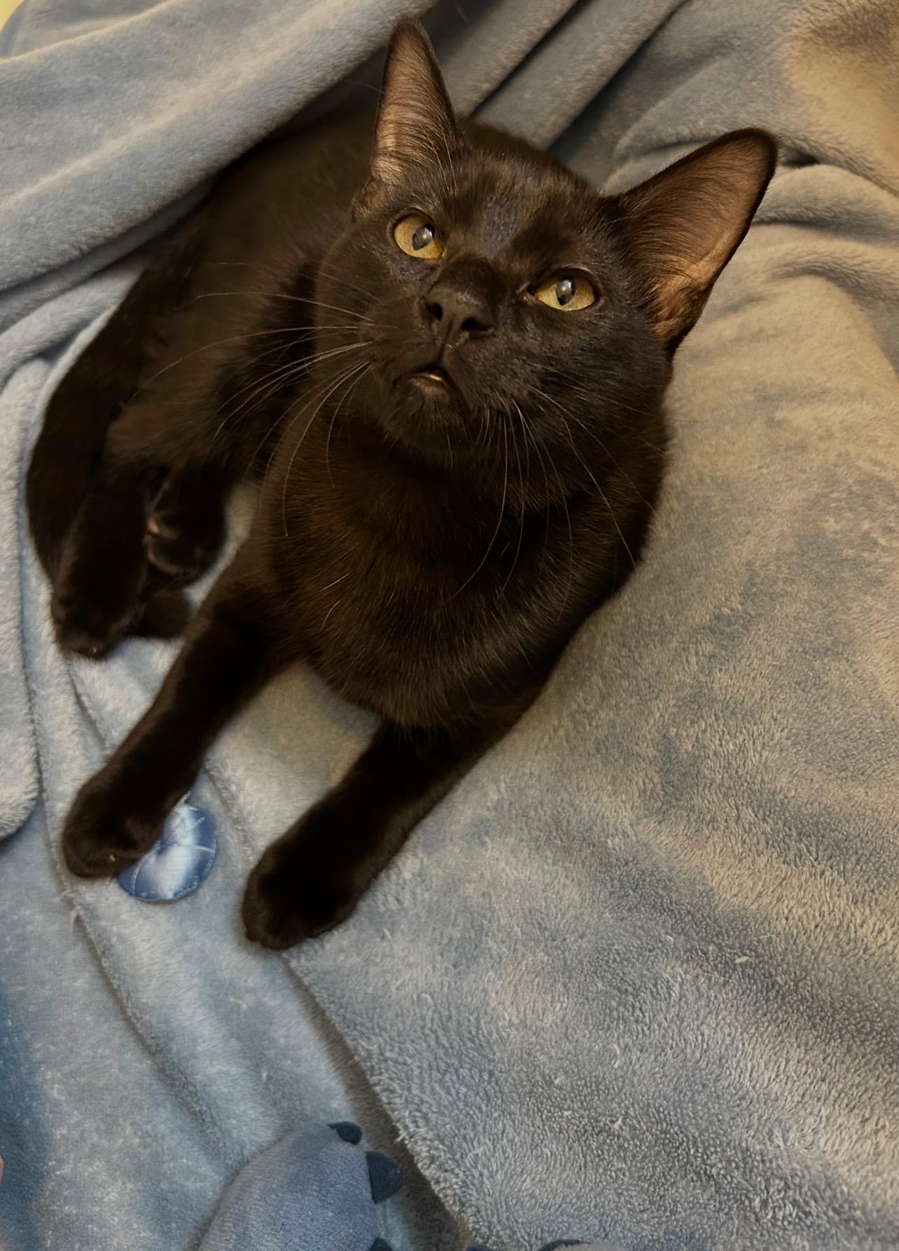 Remy and tuck, a Adoptable mixed breed in Charlotte, NC image 5/6