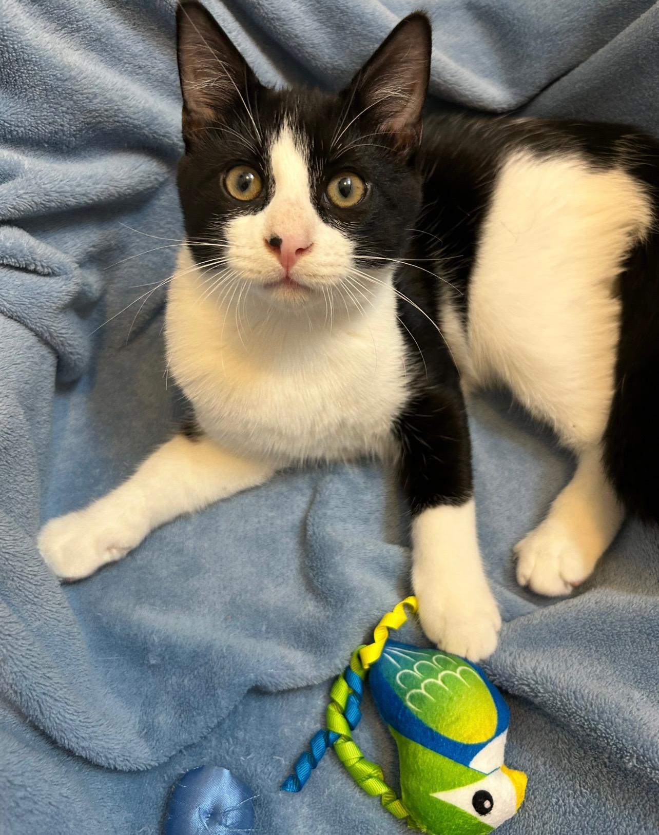 Remy and tuck, a Adoptable mixed breed in Charlotte, NC image 6/6