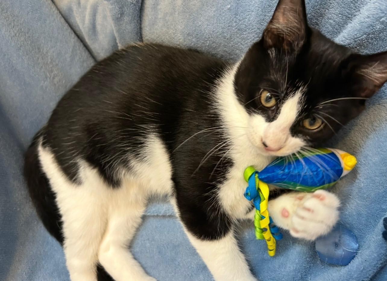 Remy and tuck, Adoptable, Young Male Tuxedo & Bombay.