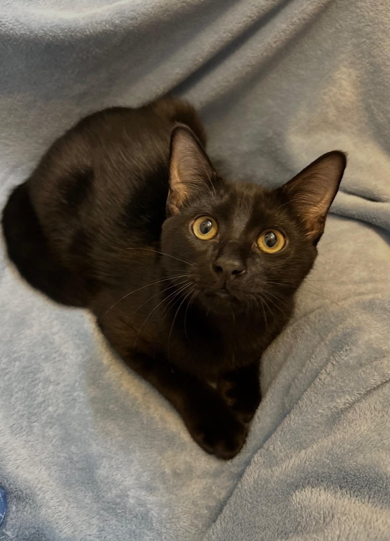 Remy and tuck, a Adoptable mixed breed in Charlotte, NC image 3/6