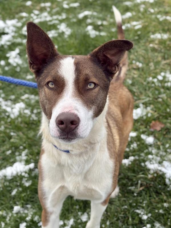 Sam, a Adoptable mixed breed in Lancaster, OH image 1/2