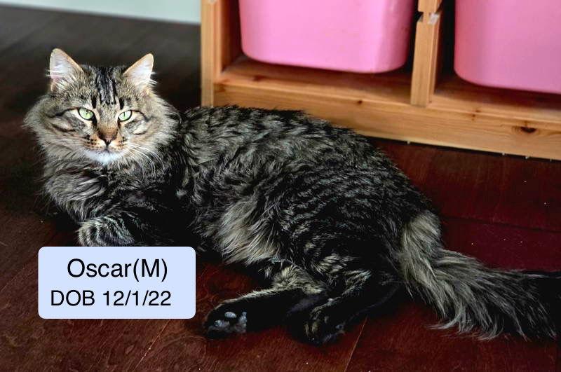 Oscar, Adoptable, Young Male Domestic Long Hair.