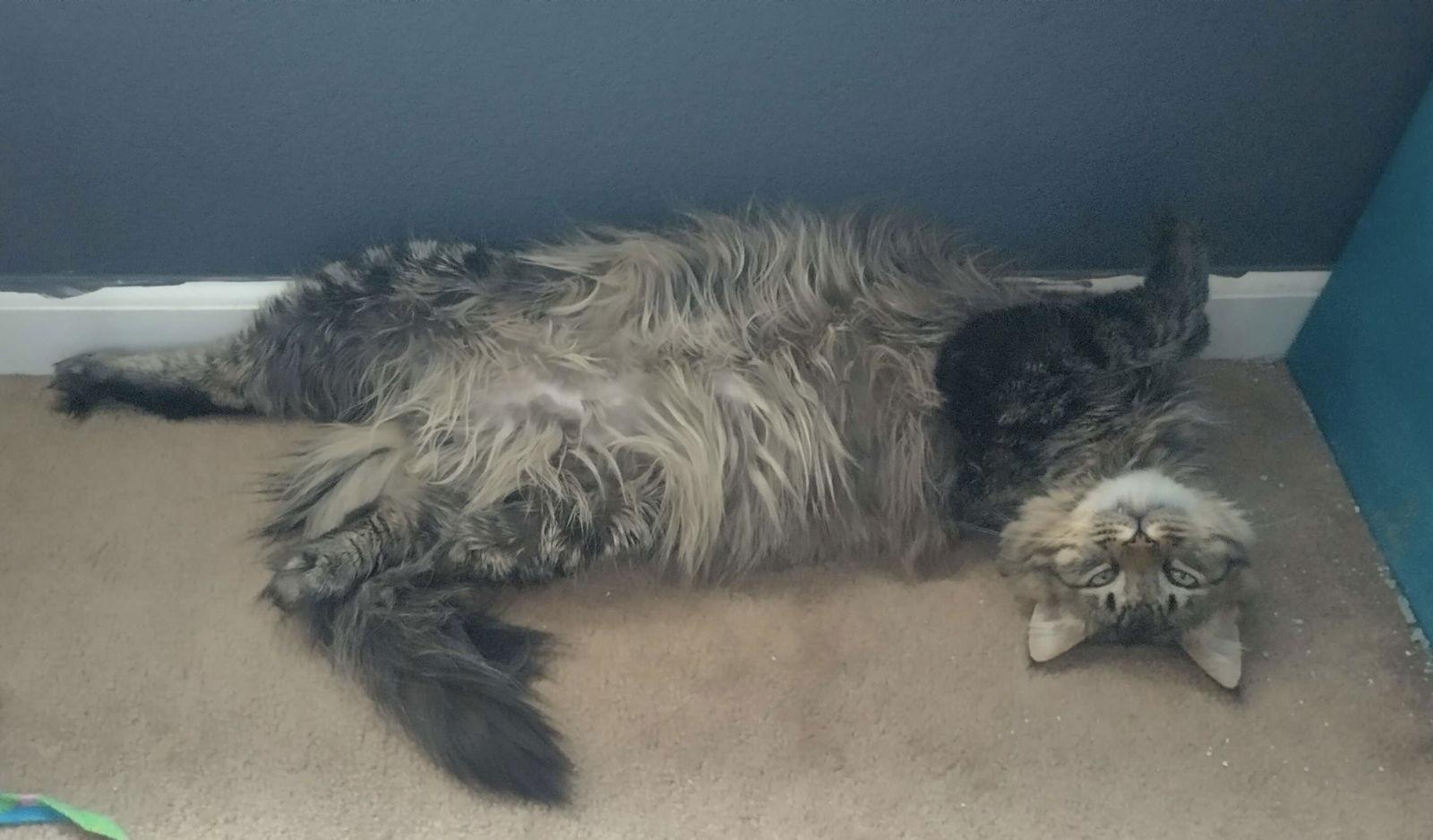 Oscar, a Adoptable Domestic Long Hair in Vacaville, CA image 2/2