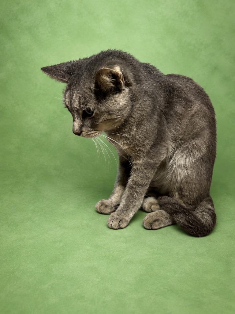 Enlarge Gray Kitty, a Adoptable mixed breed in Wauchula, FL image 1/1