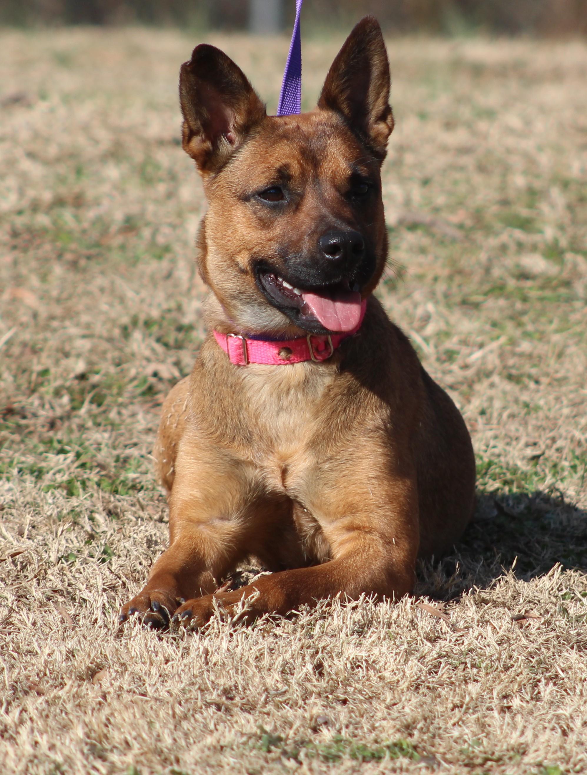 Enlarge Jamie, an adopted mixed breed in Conway, AR image 4/5