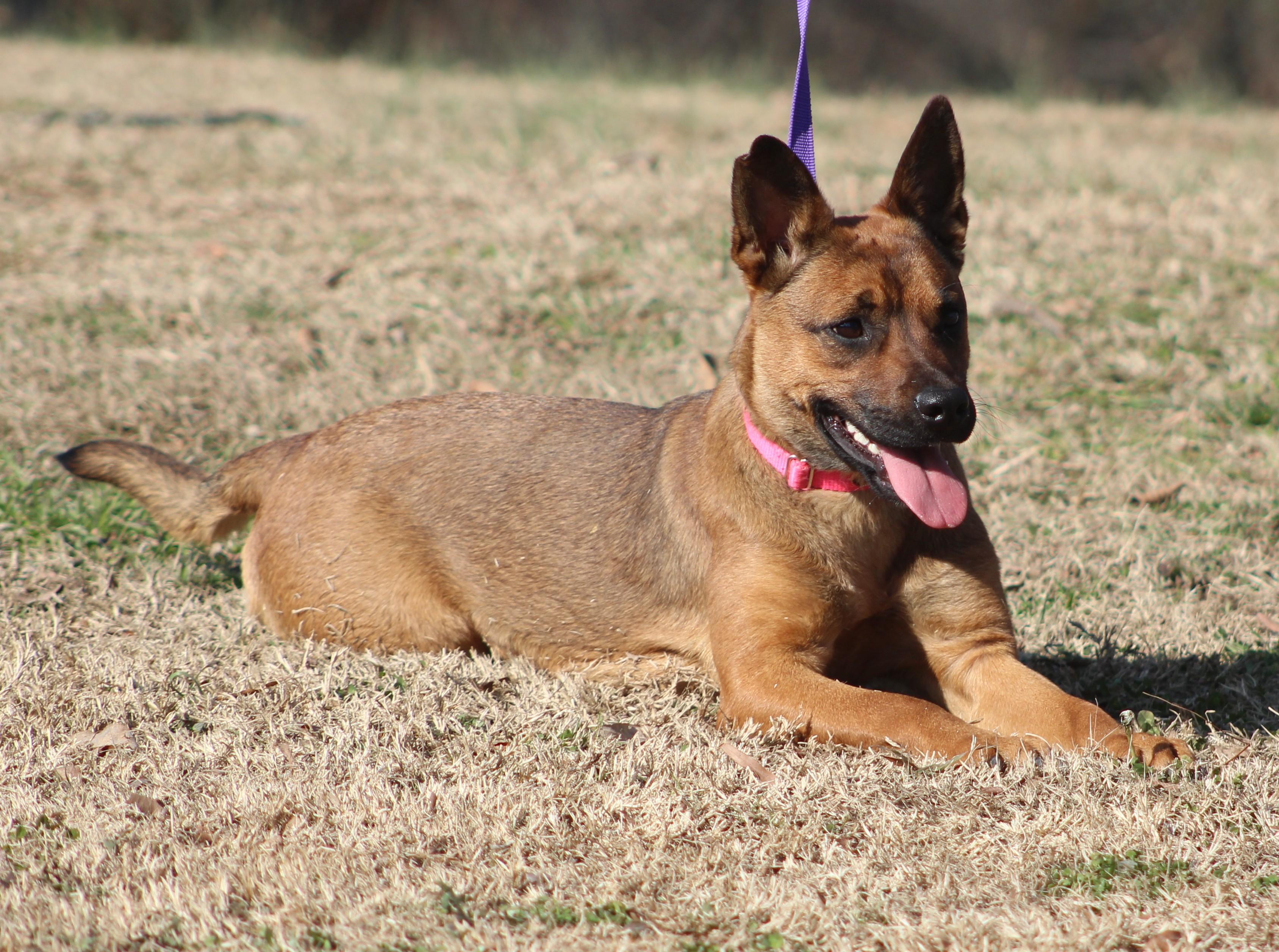 Enlarge Jamie, an adopted mixed breed in Conway, AR image 5/5