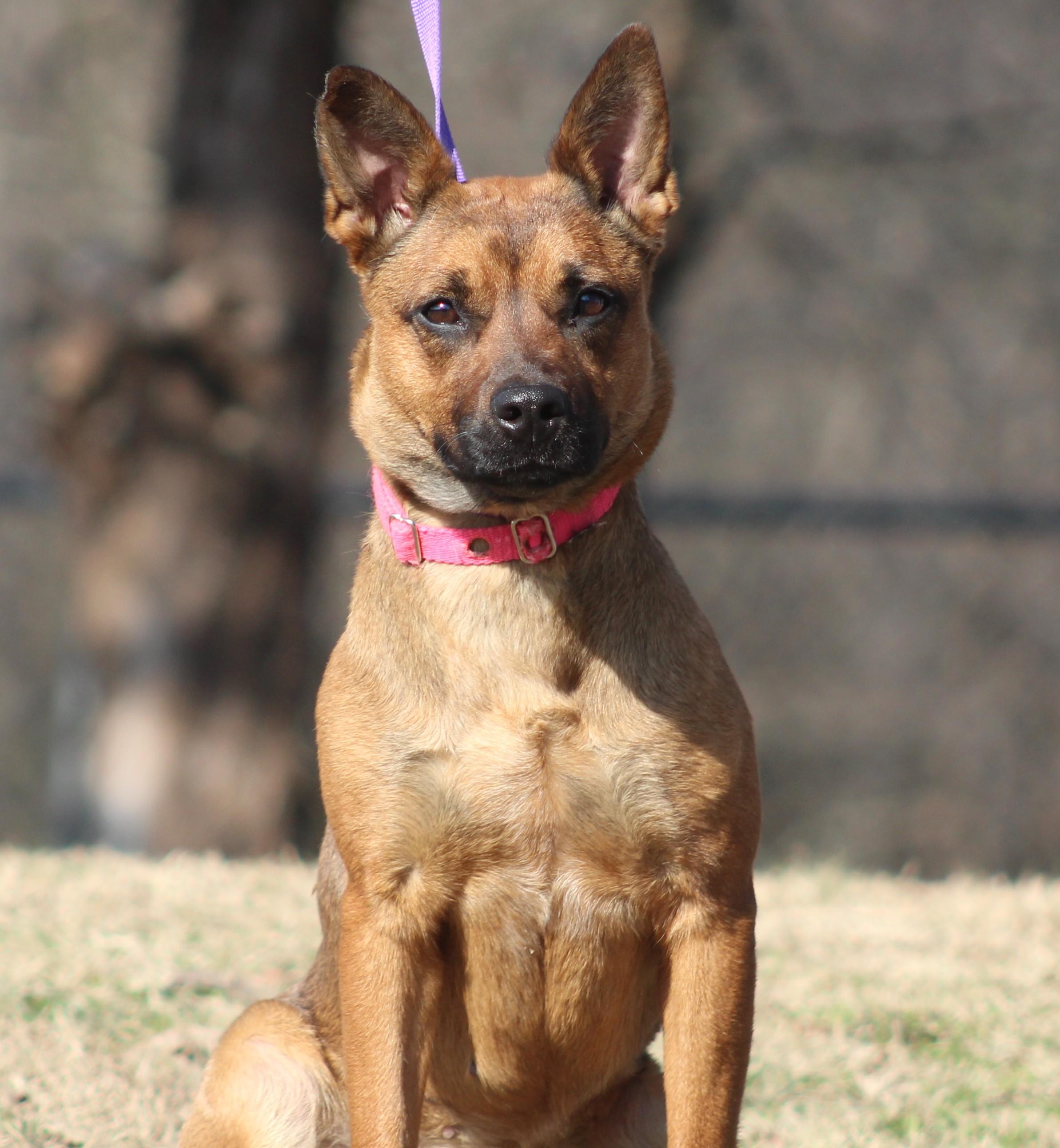 Enlarge Jamie, an adopted mixed breed in Conway, AR image 2/5