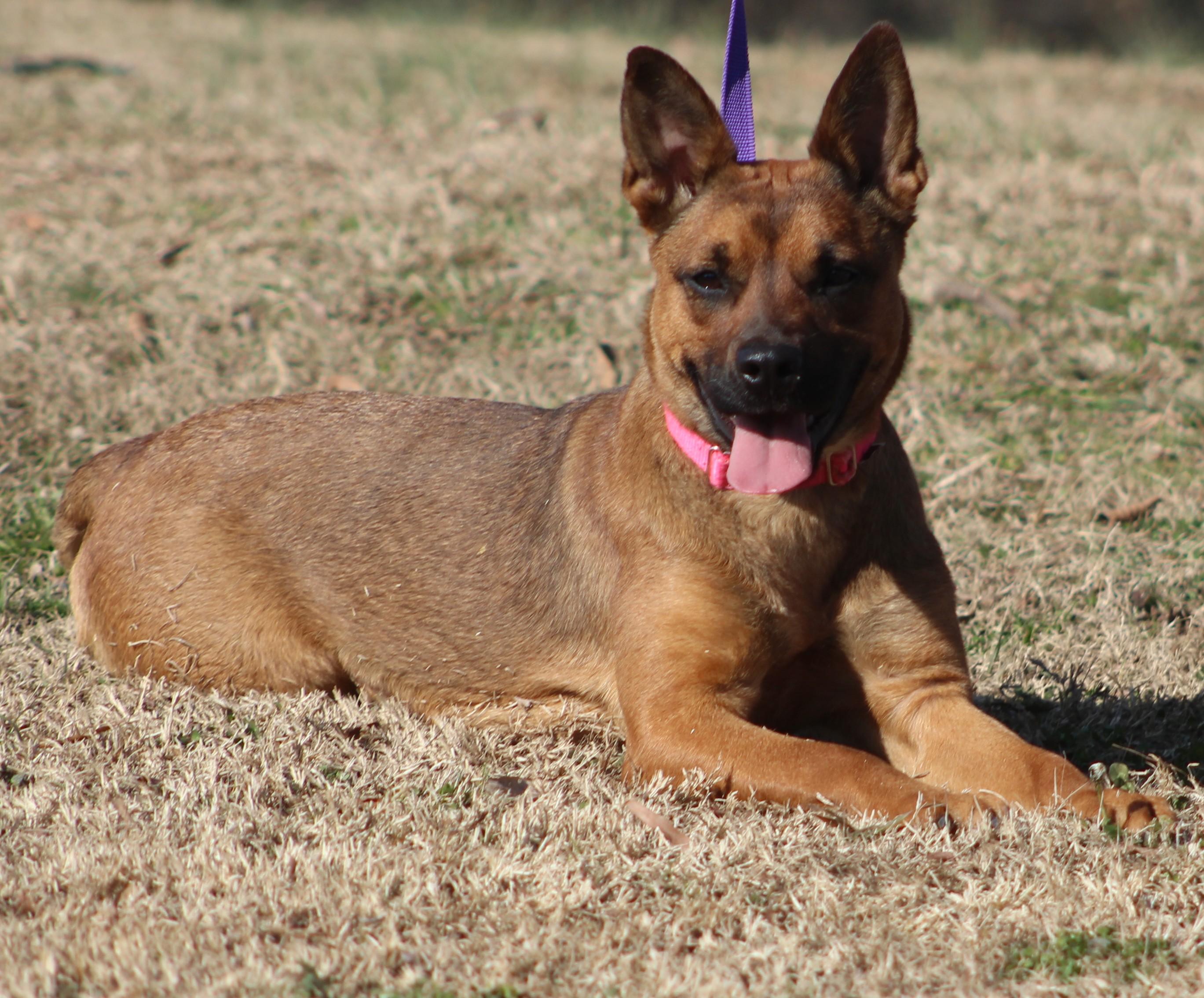 Enlarge Jamie, an adopted mixed breed in Conway, AR image 1/5