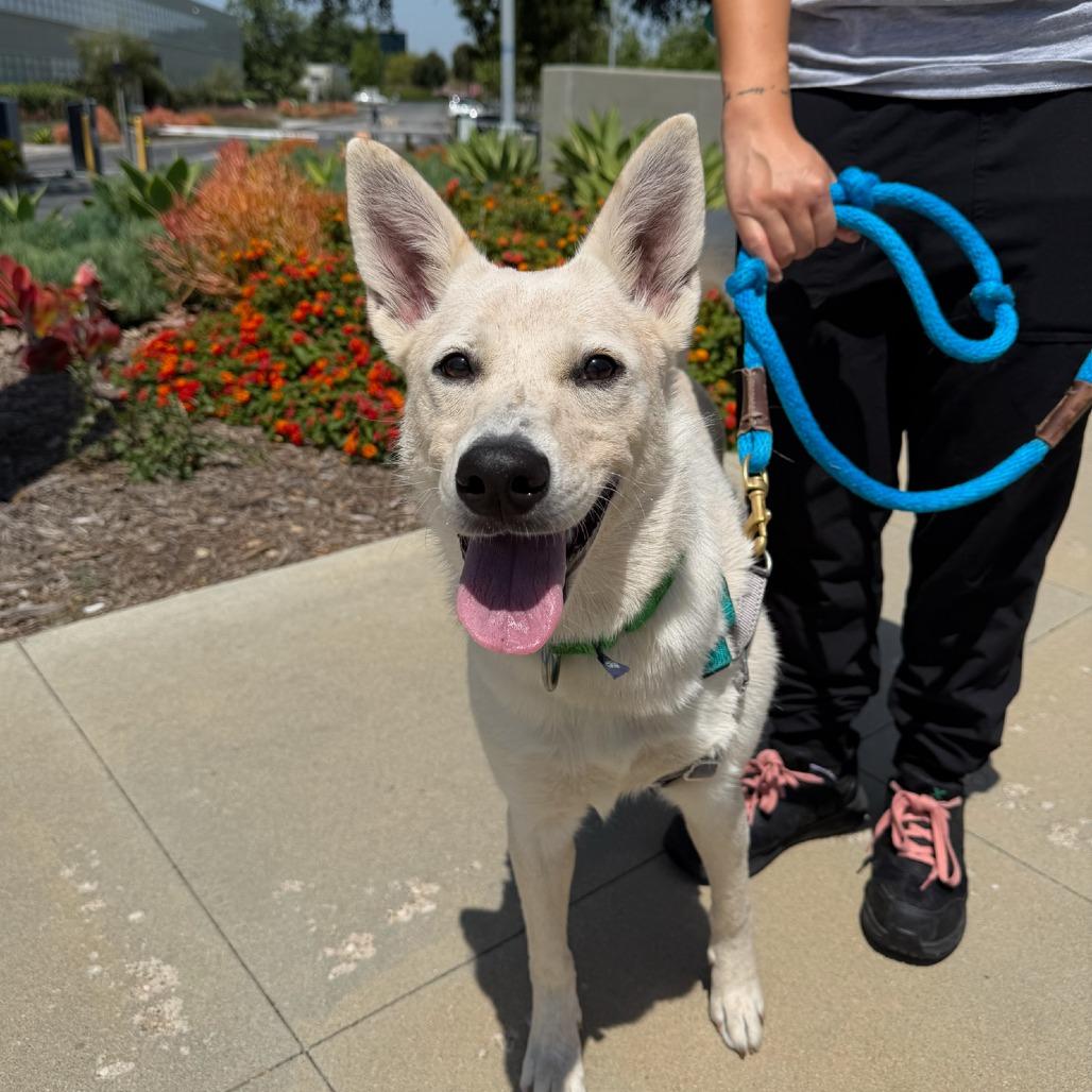 Amy, Adoptable, Young Female Mixed Breed.