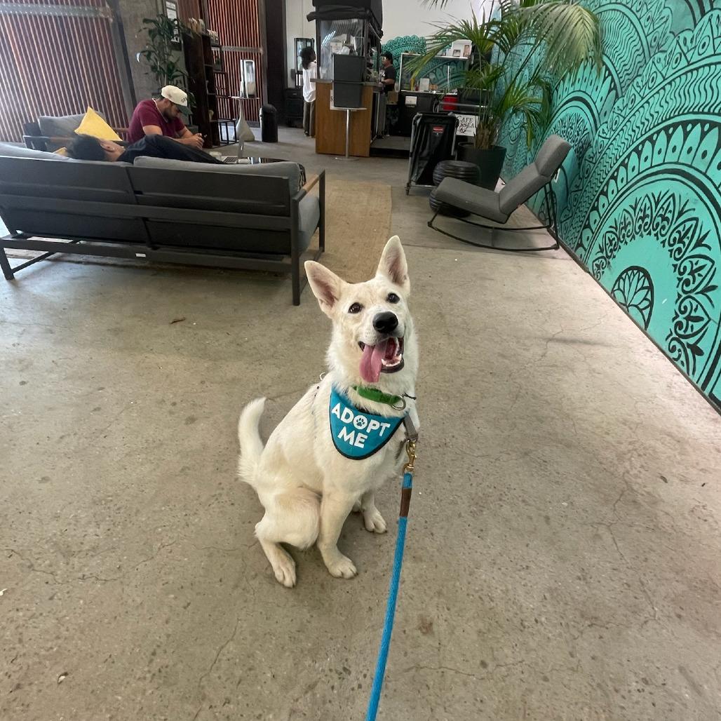 Enlarge Amy, a Adoptable Mixed Breed in Playa Vista, CA image 2/5