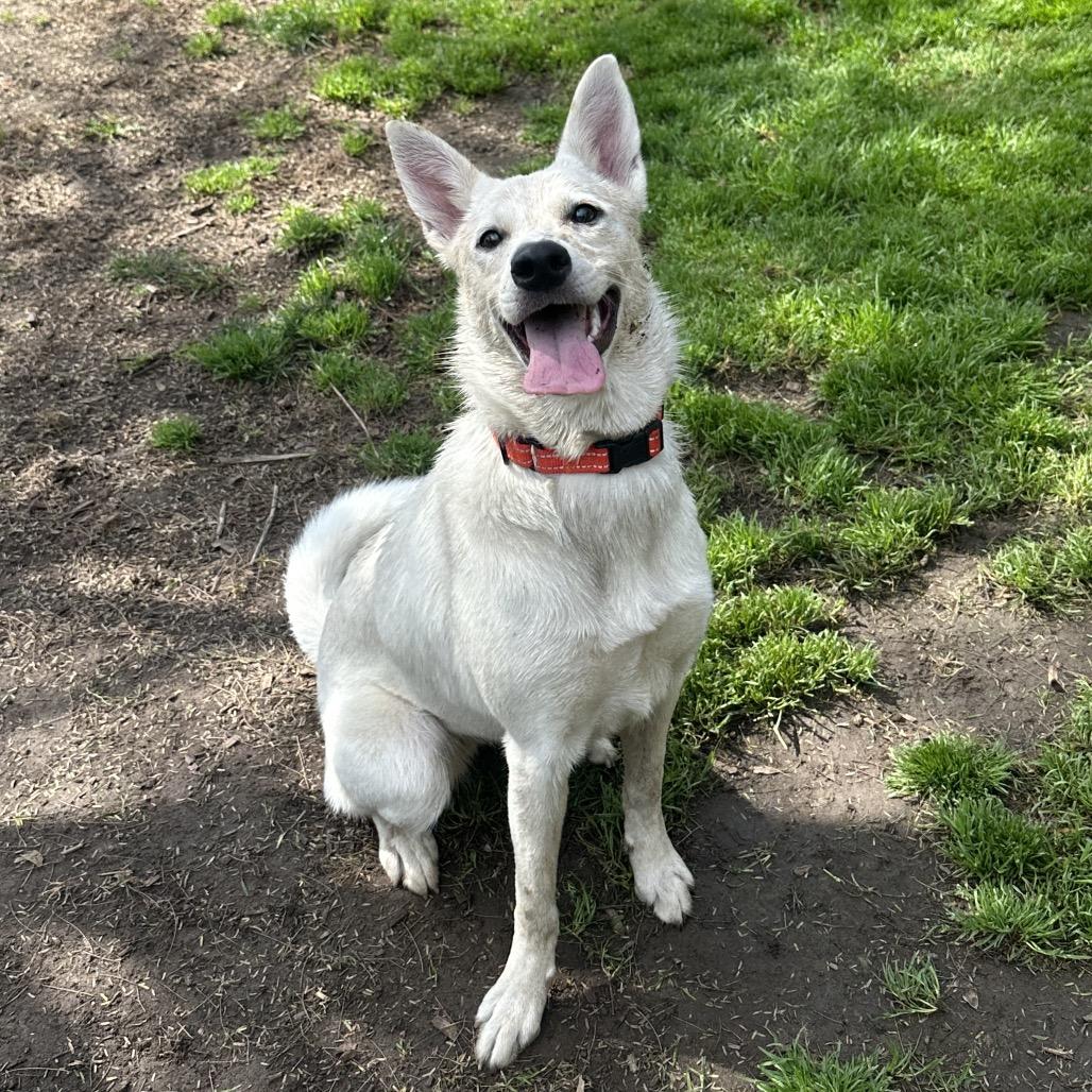 Enlarge Amy, a Adoptable Mixed Breed in Playa Vista, CA image 2/2