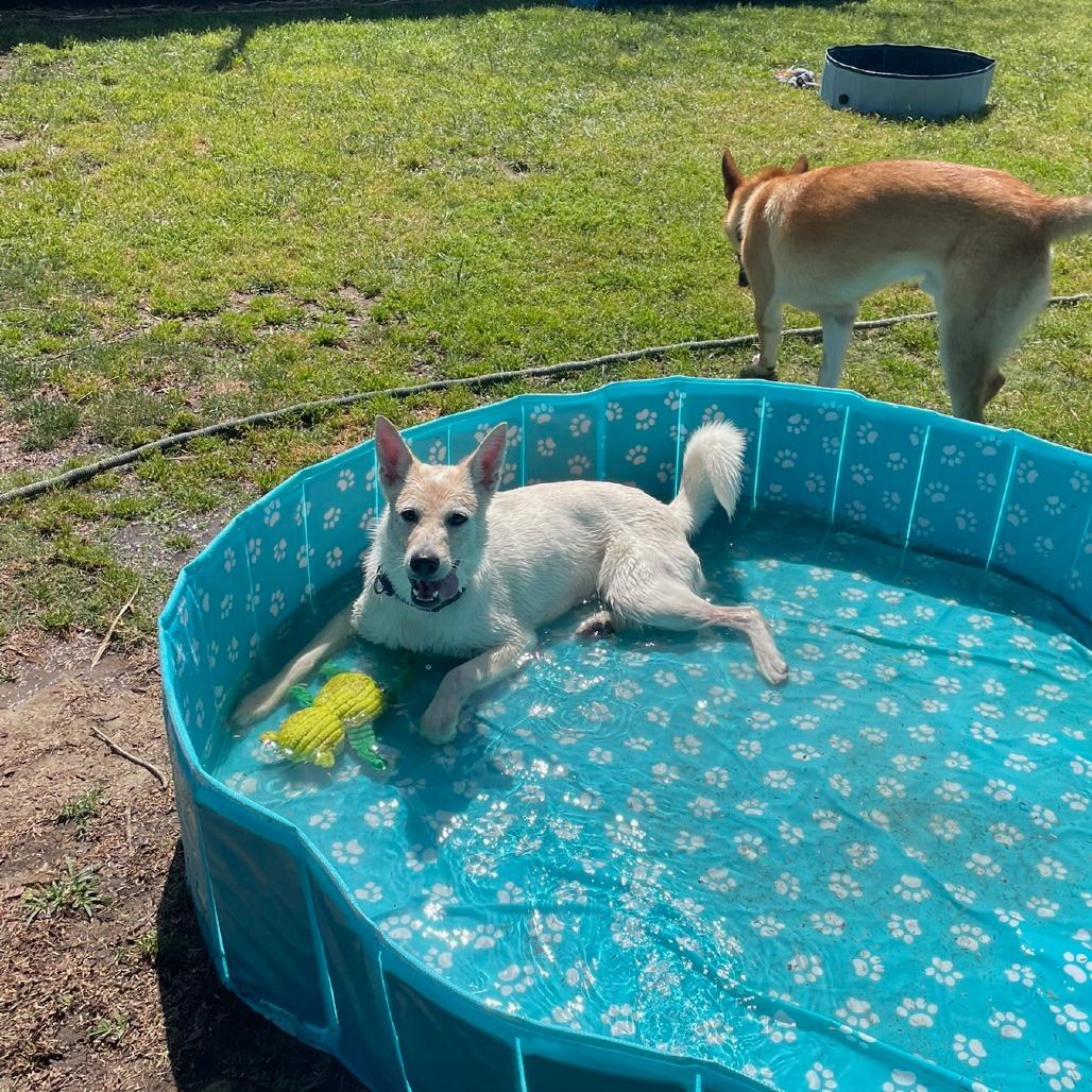 Enlarge Amy, a Adoptable Mixed Breed in Playa Vista, CA image 5/5