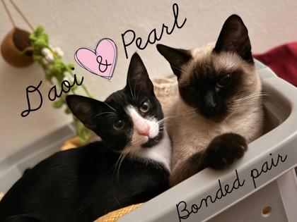 Enlarge Pearl, a Adoptable mixed breed in Encinitas, CA image 1/3