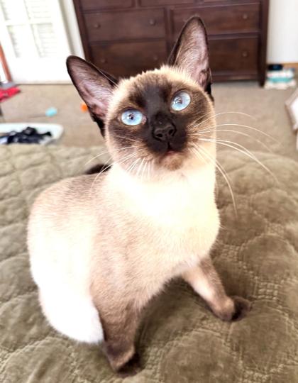 Enlarge Pearl, a Adoptable mixed breed in Encinitas, CA image 2/3