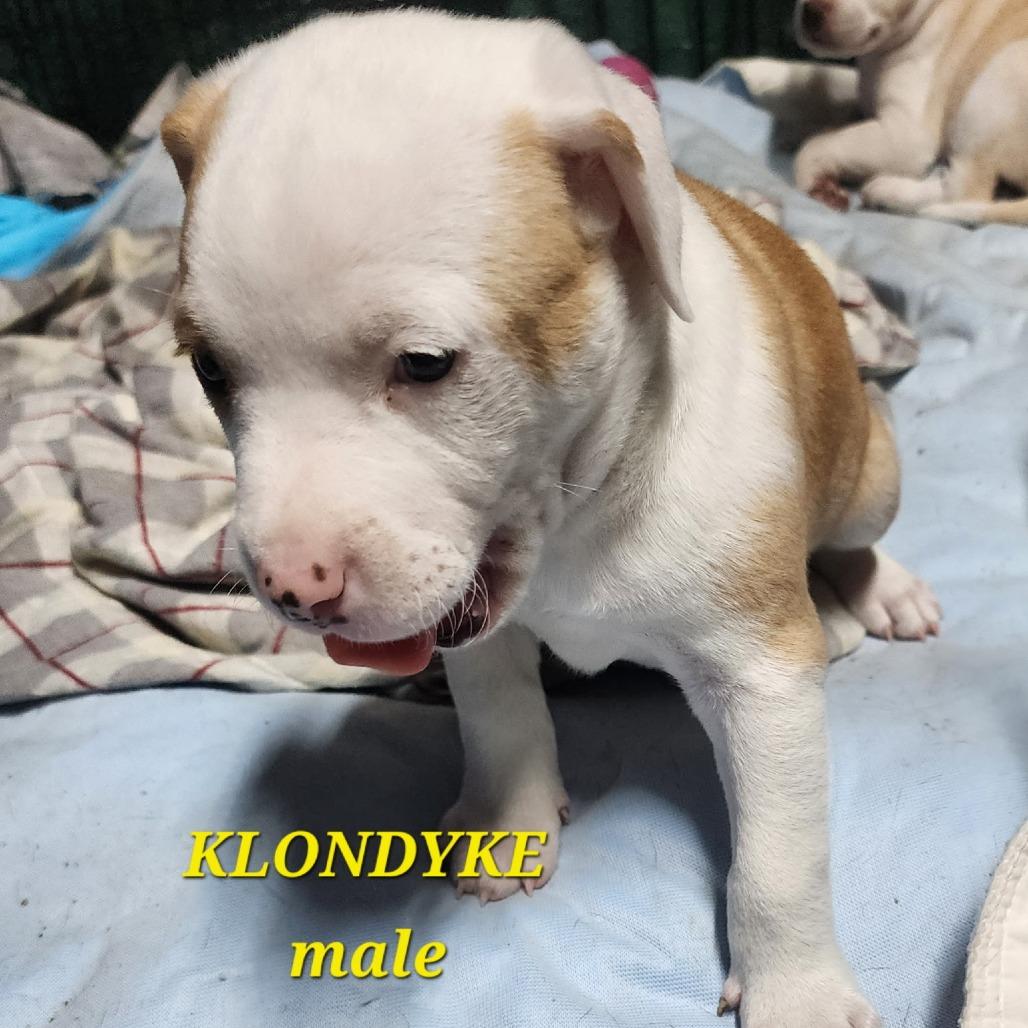 Klondyke, a Adoptable Mixed Breed in Winston Salem, NC image 1/6