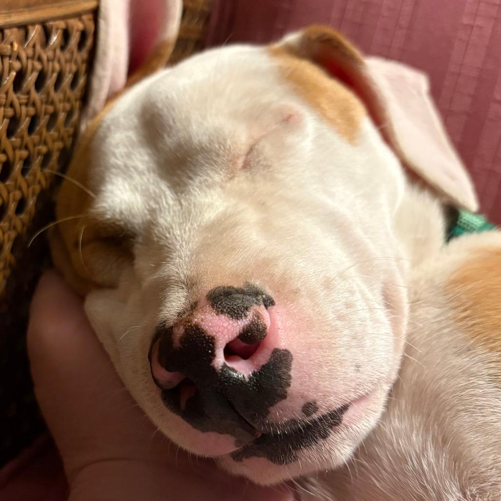 Klondyke, Adoptable, Puppy Male Mixed Breed.