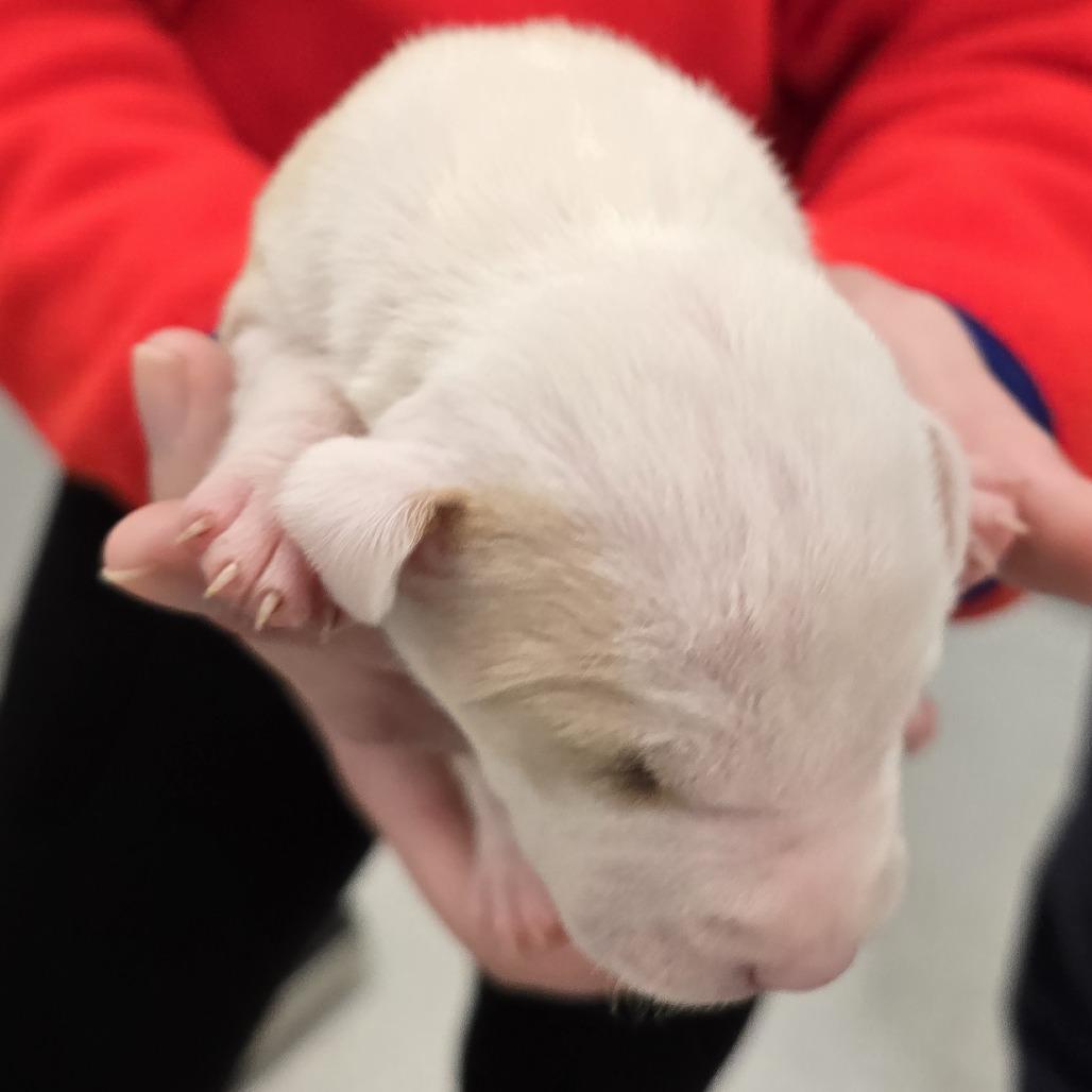 Klondyke, a Adoptable Mixed Breed in Winston Salem, NC image 2/6