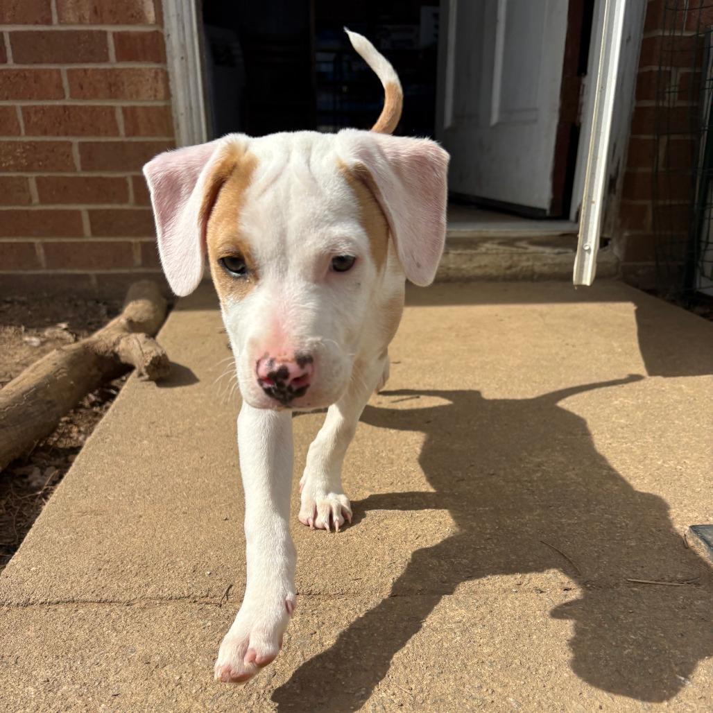 Klondyke, a Adoptable Mixed Breed in Winston Salem, NC image 3/6