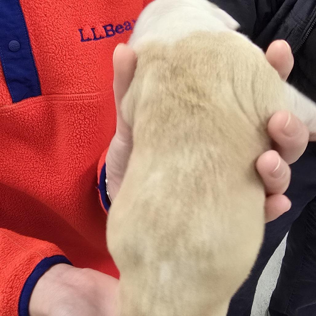 Klondyke — thumbnail 3