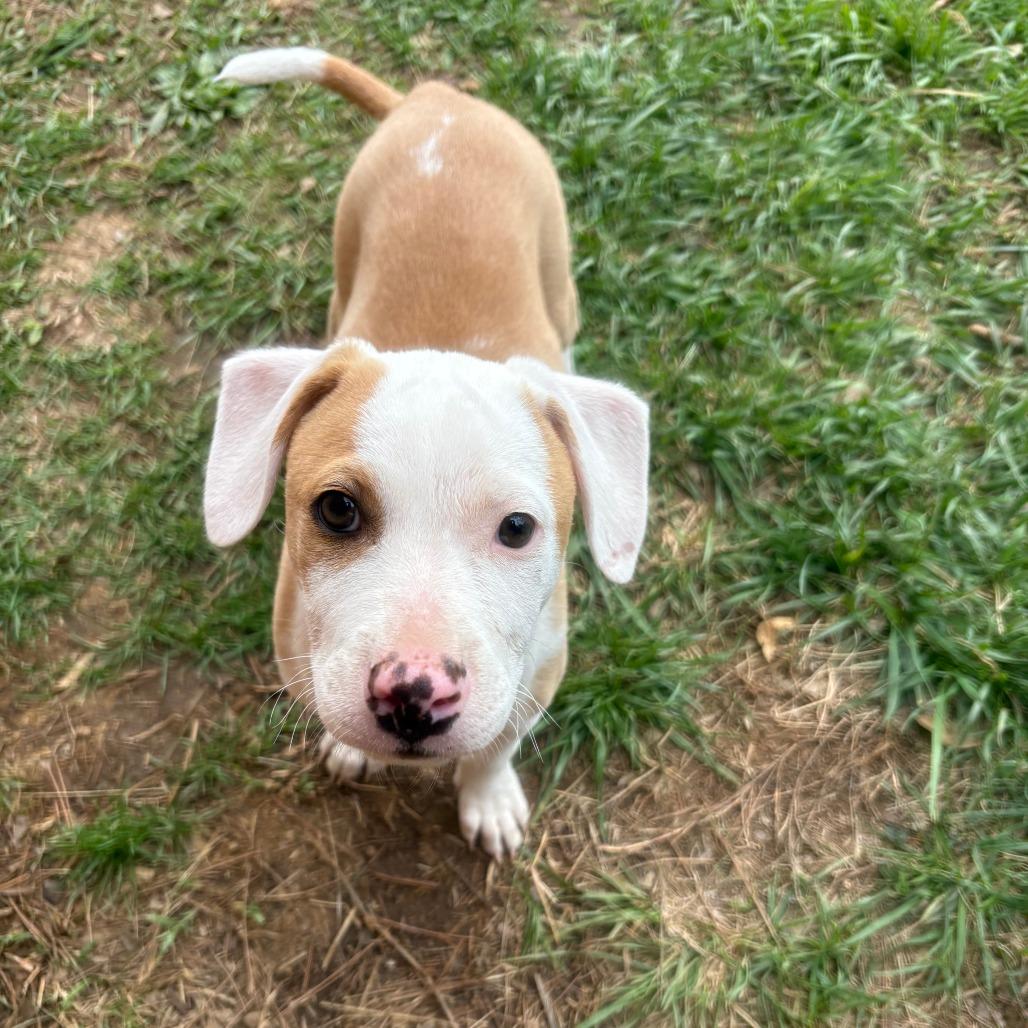 Klondyke, a Adoptable Mixed Breed in Winston Salem, NC image 5/6