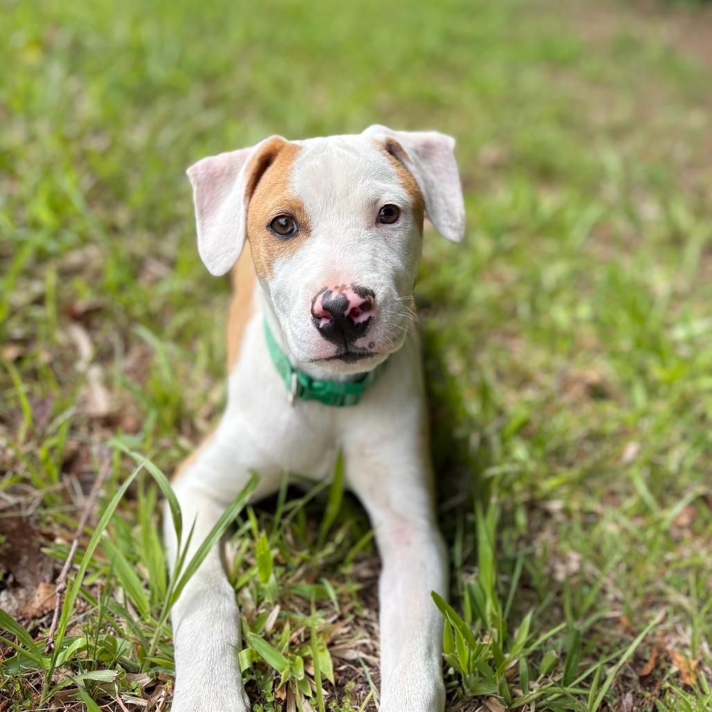 Klondyke, a Adoptable Mixed Breed in Winston Salem, NC image 5/6